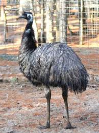 Emu1.jpg