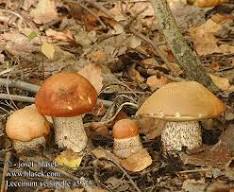 Leccinum versipellis.jpg