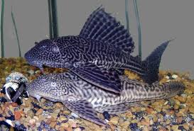 Archivo:Pareja del Pleco leopardo.jpg