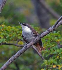 Picolezna Colirrufo.jpg