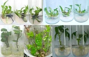 Archivo:Planta in vitro.jpg