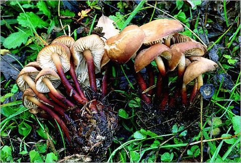 Archivo:Collybia erythropus.jpg