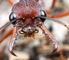 Hormiga Legionaria.jpg