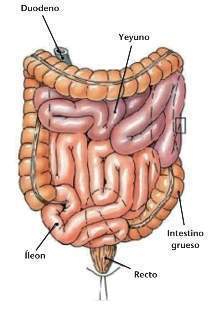 Intestino.jpg