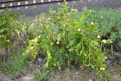 Opuntiamonacantha5 sml.jpg