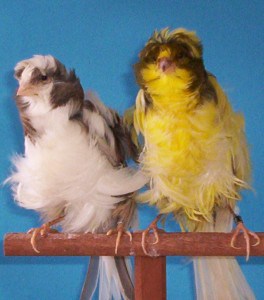 Rizado de parís.jpg