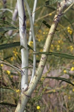 Acacia kenneallyi.jpg