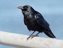 Fish crow.jpg