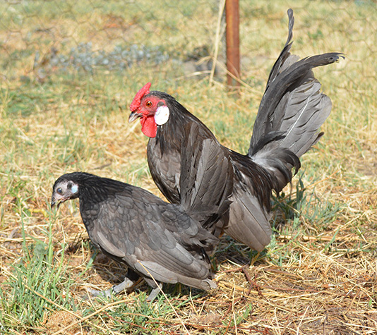 Archivo:Gallina Java.jpg