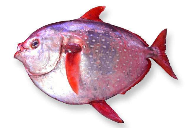 Archivo:Lampris guttatus L.jpg