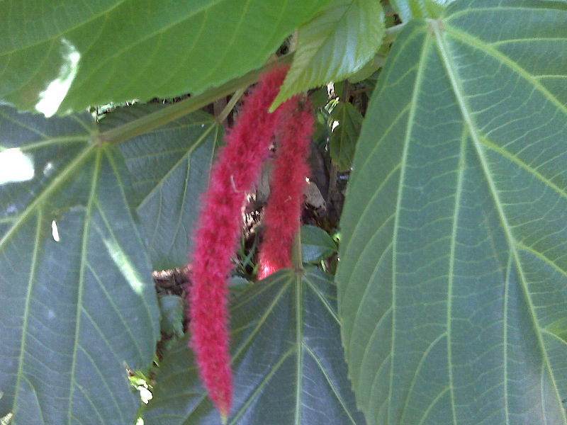 Archivo:Amaranthus dubius 1.jpg