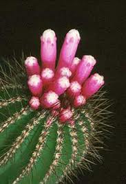Arrojadoa Bahiensis.JPG