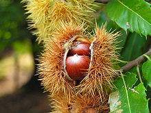 Archivo:Frutos del castaño.jpg