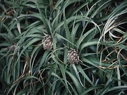 Greigia sphacelata.jpg