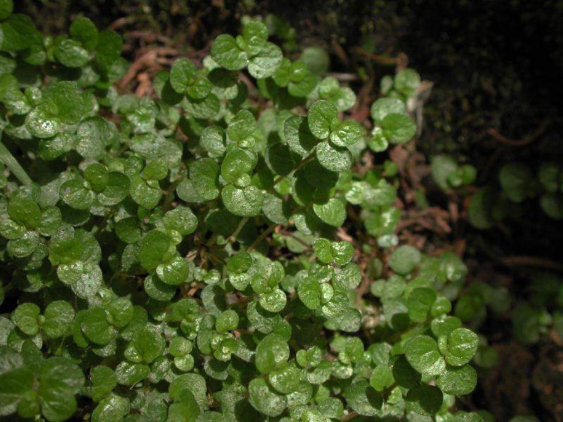 Archivo:Lagrimas angel.jpg