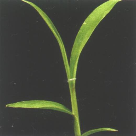 Archivo:Leptochloa filiformis1.jpg