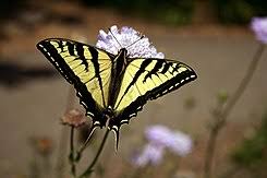 Papilionidae.jpg