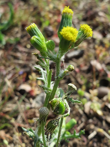 Senecio vulgaris - EcuRed