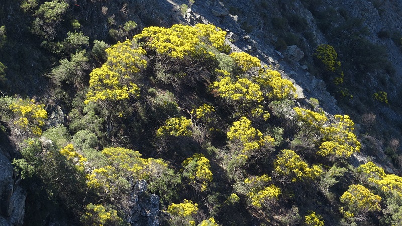 Archivo:Acacia ingramii 1.jpg