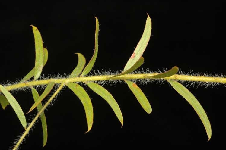 Archivo:Acacia leichhardtii 2.jpg
