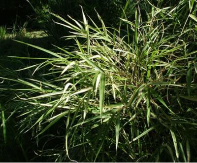 Archivo:Bambu 21.preview.jpg