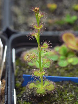 Drosera Ergalenium.jpeg