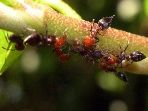 Hormiga reviradora.jpg