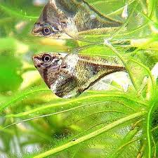 Pez Hacha de alas n.jpeg