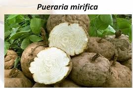 Pueraria.jpg