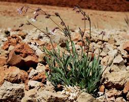 Silene nocteolens.jpg