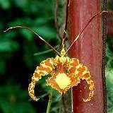 Soroa orquídea mariposa.jpg