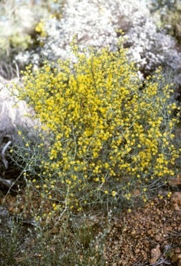 Archivo:Acacia jacksonioides.jpg
