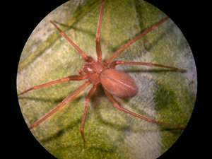 Arana ermitana del Mediterraneo.jpg