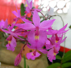 Barkeria lindleyana EcuRed