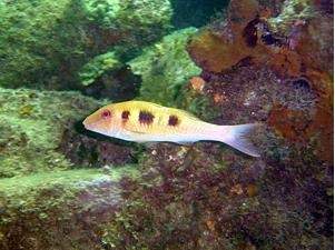 Archivo:Chivo manchado.jpg