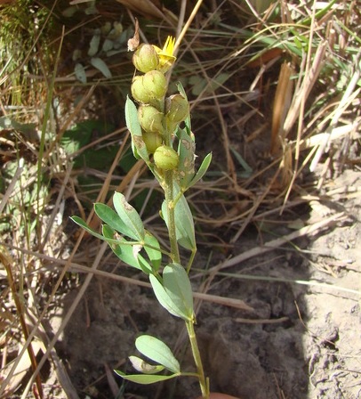 Archivo:Crotalaria cuspidata.jpg