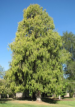 Cupressus funebris 02.jpg