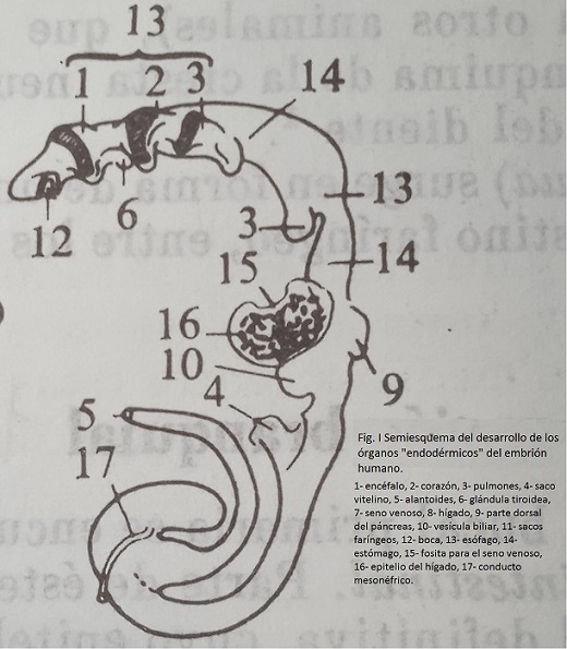 Archivo:Fig I.jpg
