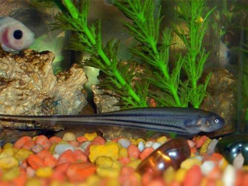 Archivo:Pez cuchillo de cristal.jpg