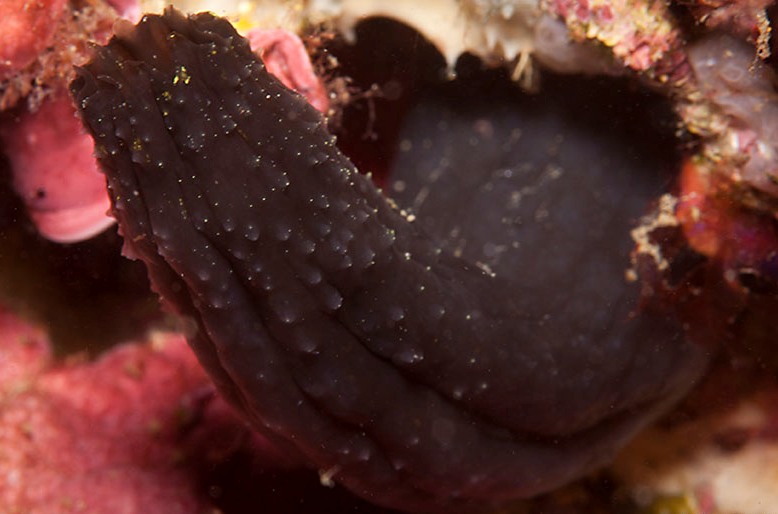 Archivo:Phallusia fumigata002 1.jpg