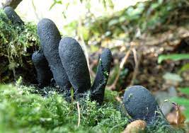 Archivo:Xylaria polymorpha.jpg