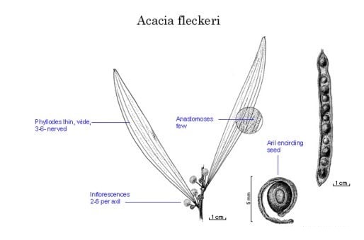 Archivo:Acacia fleckeri.jpg