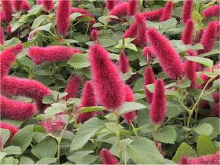 Archivo:Acalypha reptans.jpg