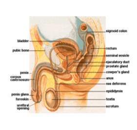Archivo:Condon Espas.jpg