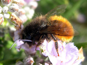 Osmia bicolor.jpg