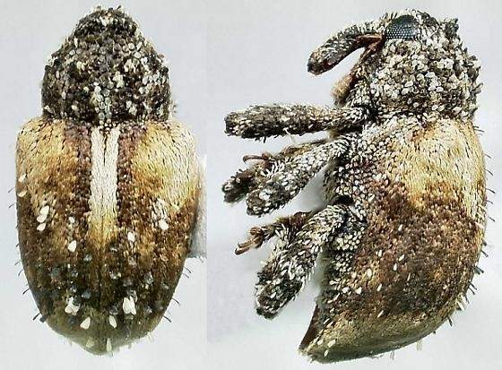 Archivo:Picudo 1.1 1.jpg