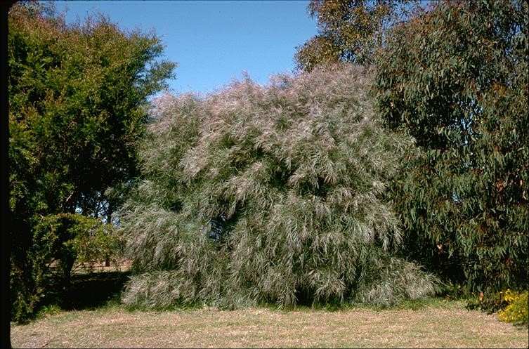 Archivo:Acacia iteaphylla 1.jpg