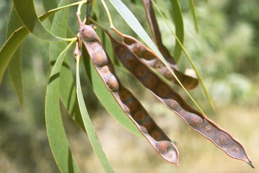 Archivo:Acacia legnota.jpg