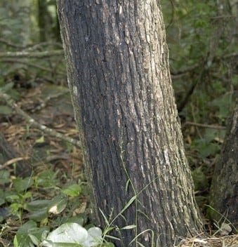 Archivo:Acacia maidenii 5.jpg