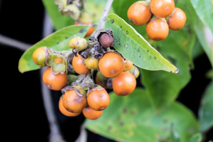 Archivo:Aegiphila deppeana 2.jpg